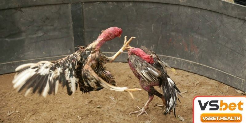 3 kỹ thuật chính khi chơi chọi gà online