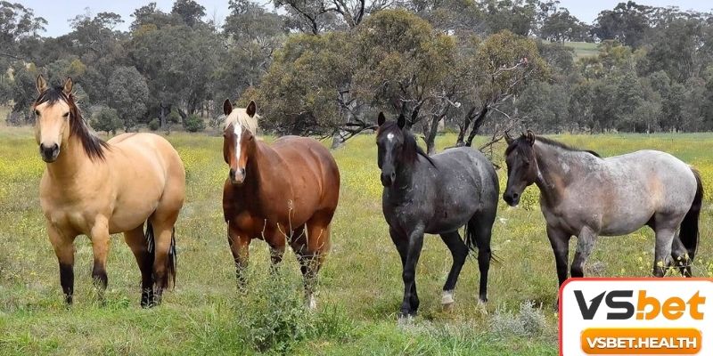 Chiêm bao ngụ ý thịnh vượng tài chính