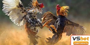 Kinh Nghiệm Xem Đá Gà Ăn Tiền - Cập Nhật 3 Kỹ Thuật Chiến Siêu Đỉnh