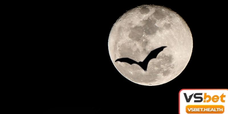 Tìm hiểu luận giải mơ thấy dơi bay